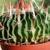 Stenocactus_erectocentrus